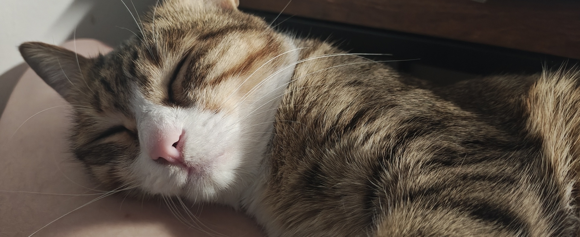An extreme close-up of a sleeping brown tabby and white cat's face bathed in warm sunlight. The cat's eyes are closed, highlighting its pink nose and long white whiskers against a white muzzle. The lighting accentuates the texture of the fur on its cheek and head.