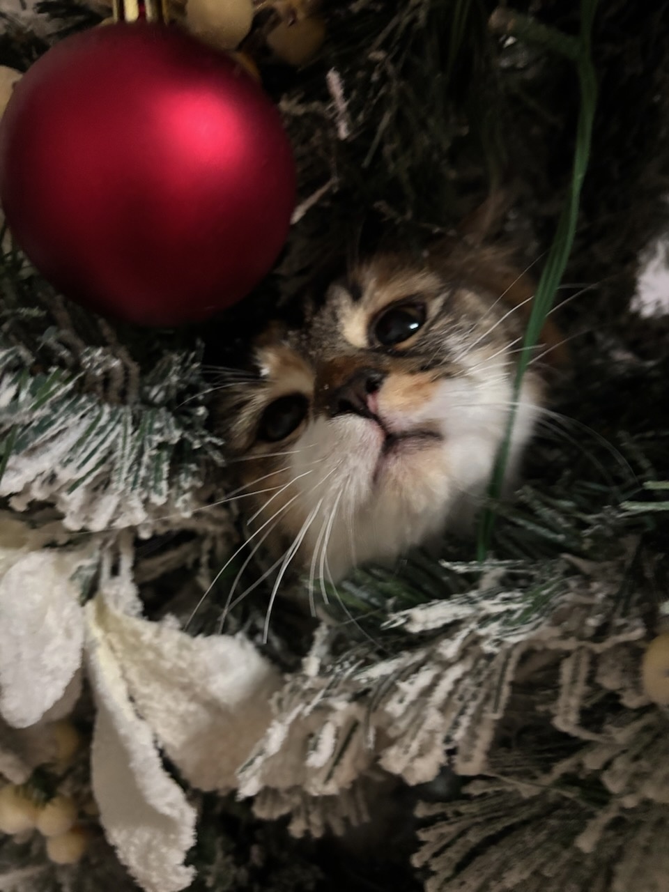 A close-up of a tabby cat's face peering out from the branches of a Christmas tree, positioned directly beneath a large red matte ornament. The cat is looking upwards, surrounded by artificial pine needles with white frosted tips.