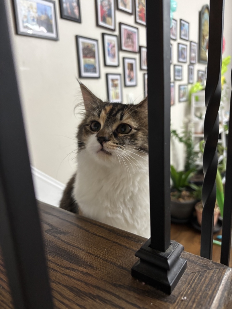 A fluffy calico cat peering through the vertical black metal spindles of a staircase railing. The cat is looking upwards with an attentive expression. In the background, a light-colored wall is decorated with a large gallery of framed photographs, and some green indoor plants are visible on a shelf to the right.