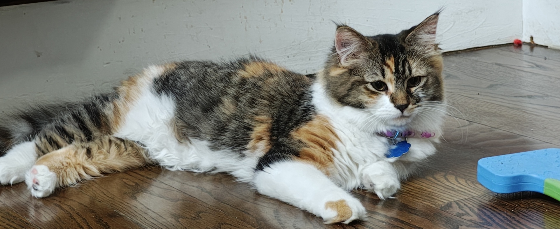 A fluffy calico cat lying relaxed on a dark wooden floor. The cat features patches of black, brown, and orange tabby markings on its back and head, contrasted with a white chest, belly, and paws. It is wearing a purple collar with a blue tag and looking calmly to the side. A blue pet grooming brush is visible in the bottom right corner of the frame.