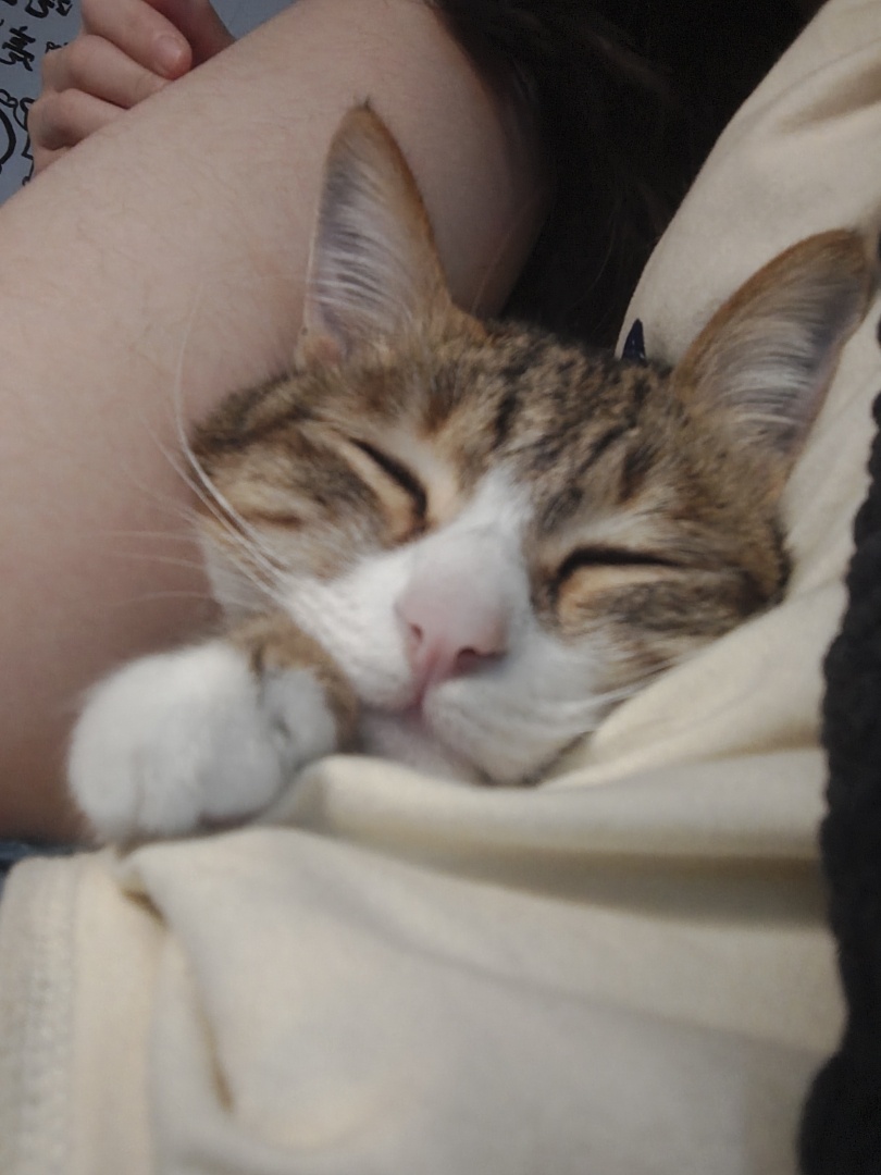 A close-up view of a sleeping cat with brown tabby markings on its head and a white muzzle. The cat is resting its head on a person, lying against a light cream-colored fabric with its eyes closed and one white paw tucked near its face. A portion of a human leg is visible in the upper left background.
