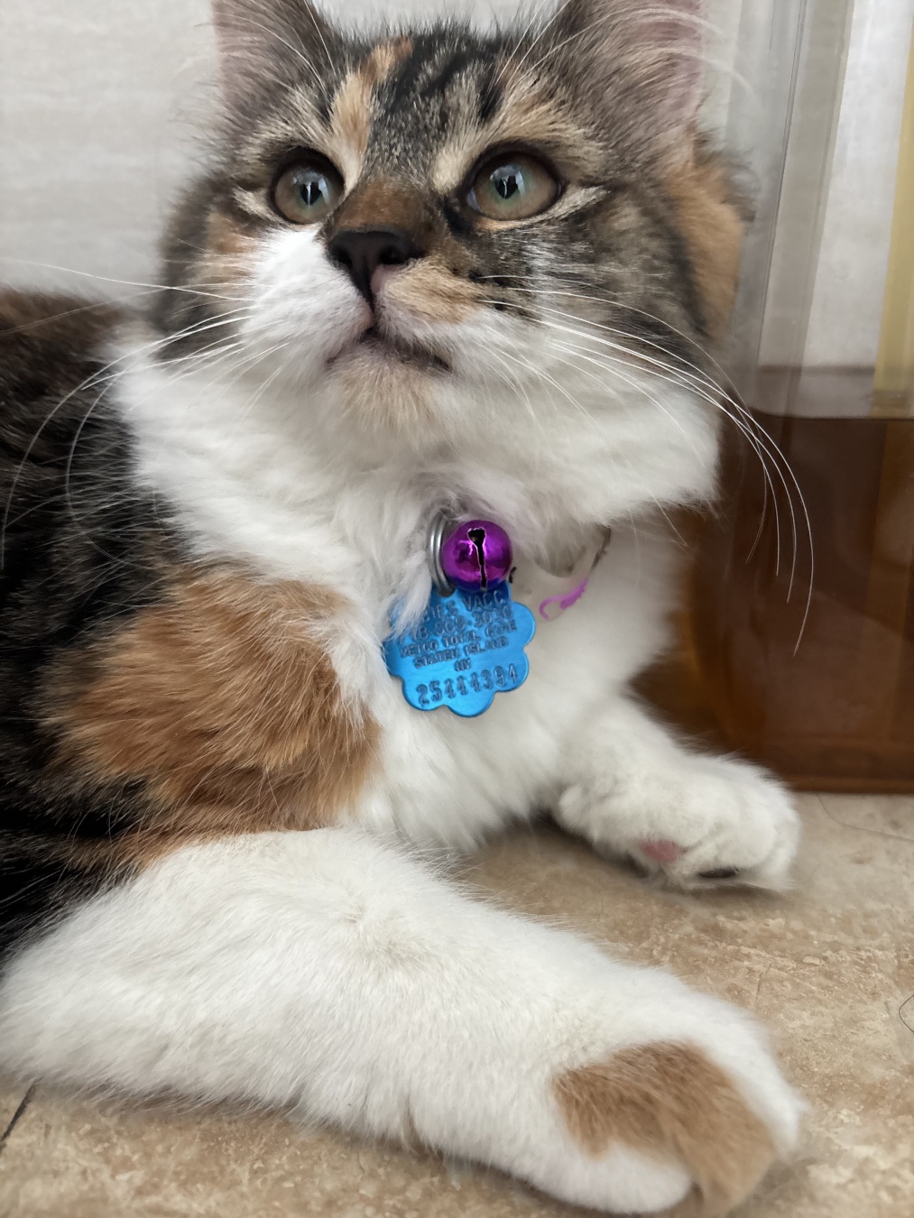 A close-up shot of a fluffy calico cat looking upwards with wide, attentive eyes. The cat has a white chest and paws, with patches of brown and black tabby markings on its head and body. It wears a collar with a purple bell and a blue, flower-shaped tag engraved with text including 