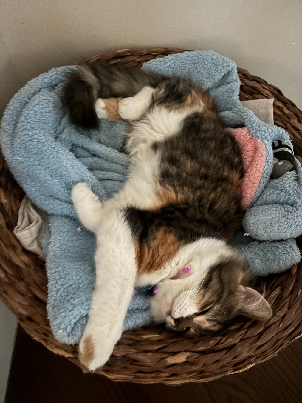 A top-down view of a fluffy calico cat sound asleep in a brown woven basket lined with a soft, light blue fleece blanket. The cat is curled on its side with its white belly exposed and paws stretched out comfortably. It is wearing a purple collar with a tag.