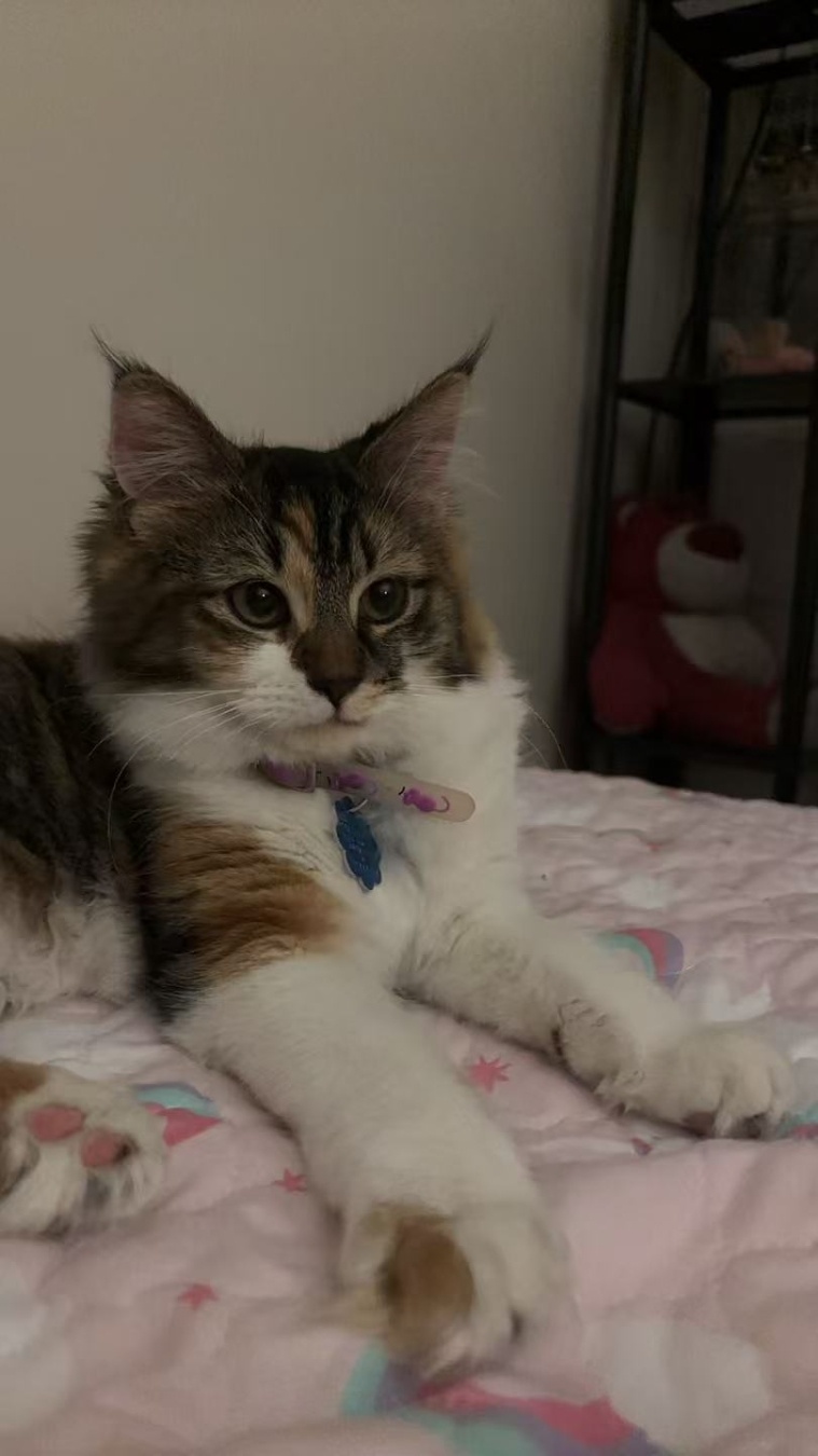 A beautiful portrait of my calico cat lying down with her white front paws stretched out straight toward the camera. Her purple collar, tag, and prominent ear tufts are clearly visible against the dim background with a red teddy bear.
