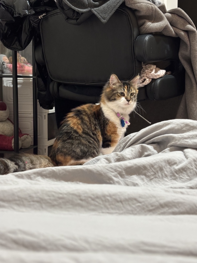 My fluffy calico cat, wearing her purple collar and tag, is sitting nicely on the grey bedding and looking curiously off to the side. A large black office chair is behind her.