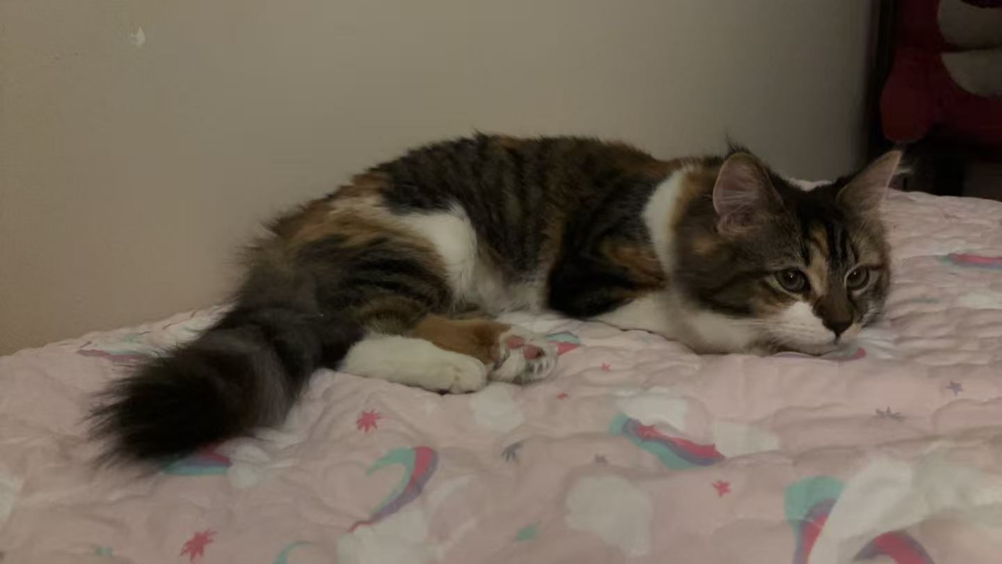 My sweet calico cat is resting comfortably, lying down on her pink unicorn patterned quilt and gazing intently toward the right. Her fluffy tail is curled behind her.