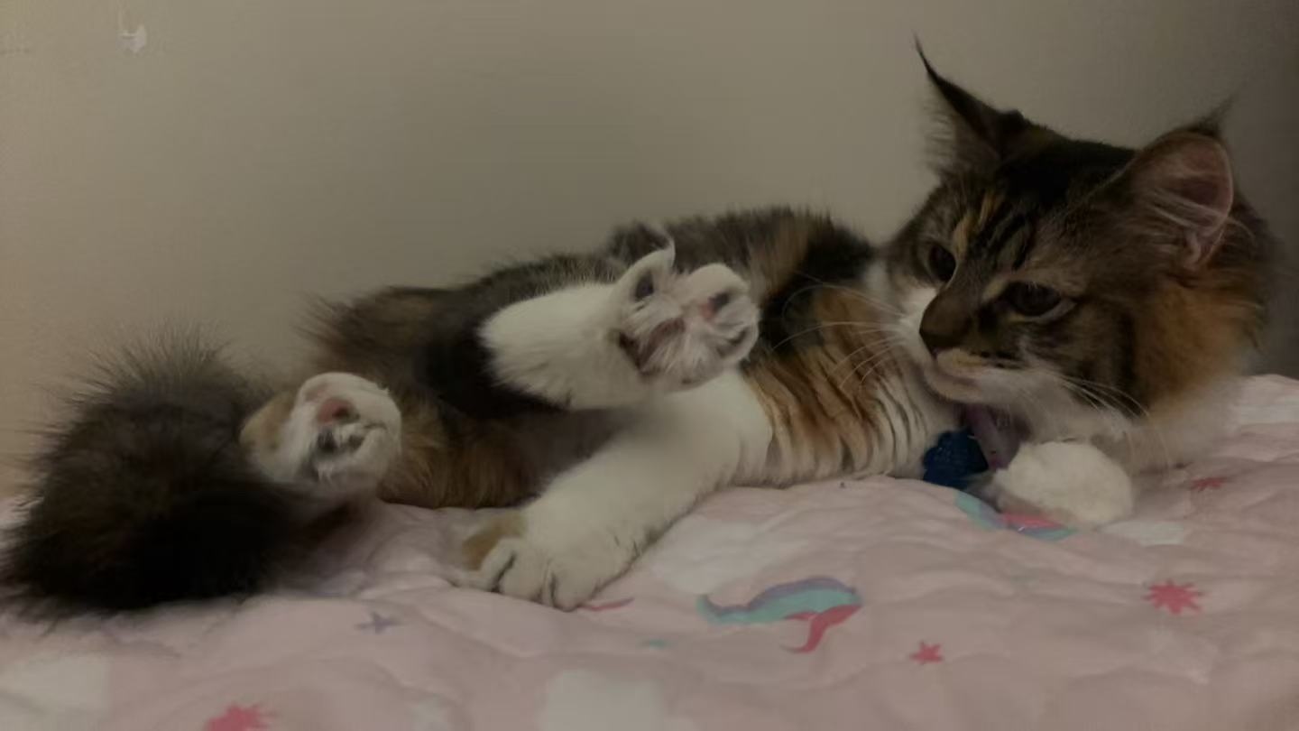 My playful calico cat is lying on her side on the pink quilt, looking back over her shoulder. She is showing off her cute multi-colored toe beans on her curled back feet.