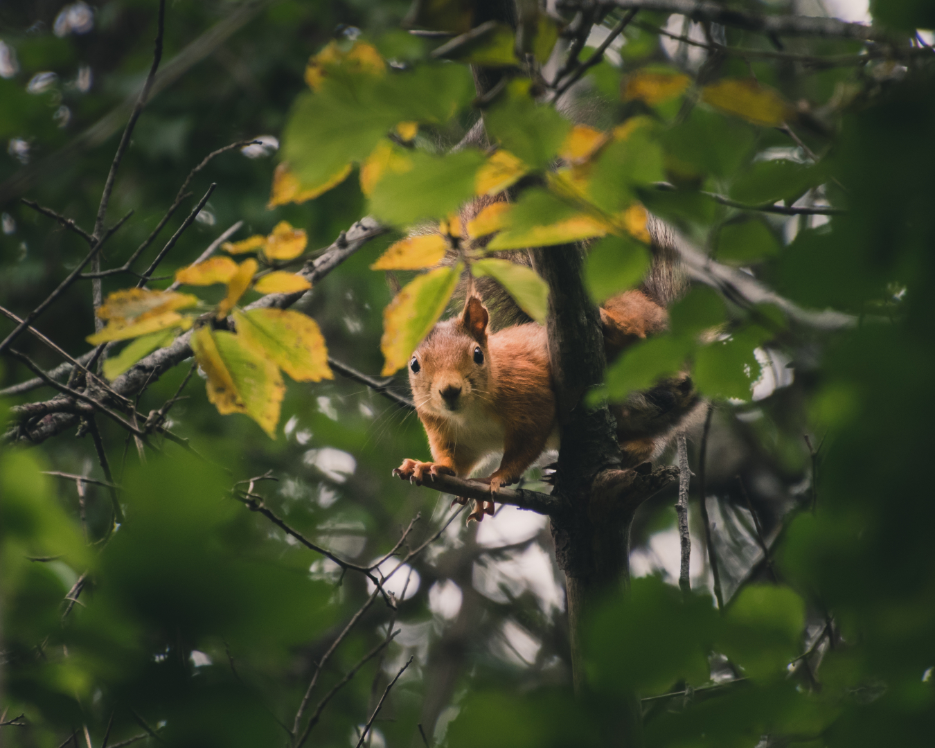 A squirrel hanging on branches looking straight at the camera.