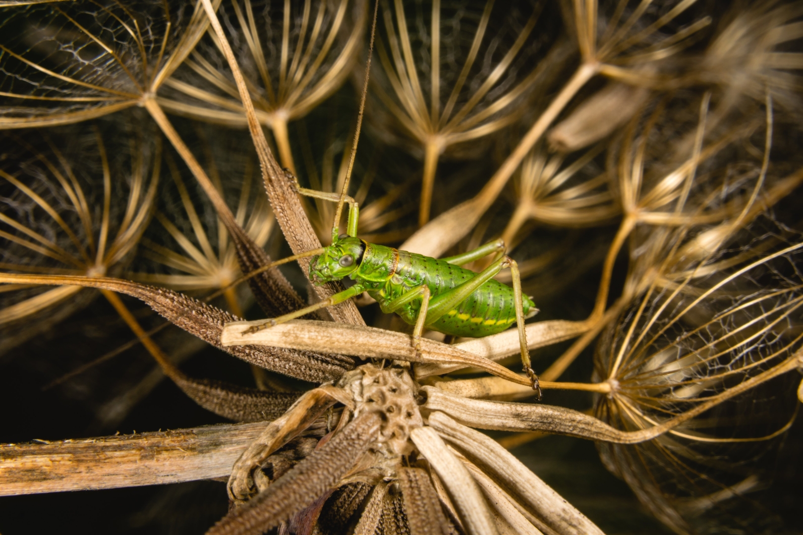 Macro photography of a green grasshopper on a dry dandelion and its seeds.