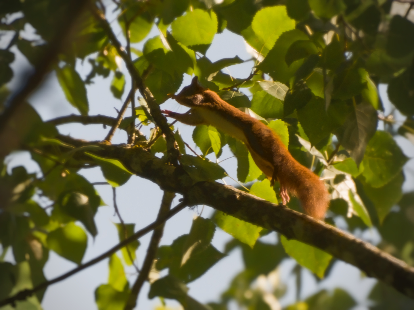 A bright orange squirrel is jumping from a branch to another, with green leafs and blue sky surrounding him.
