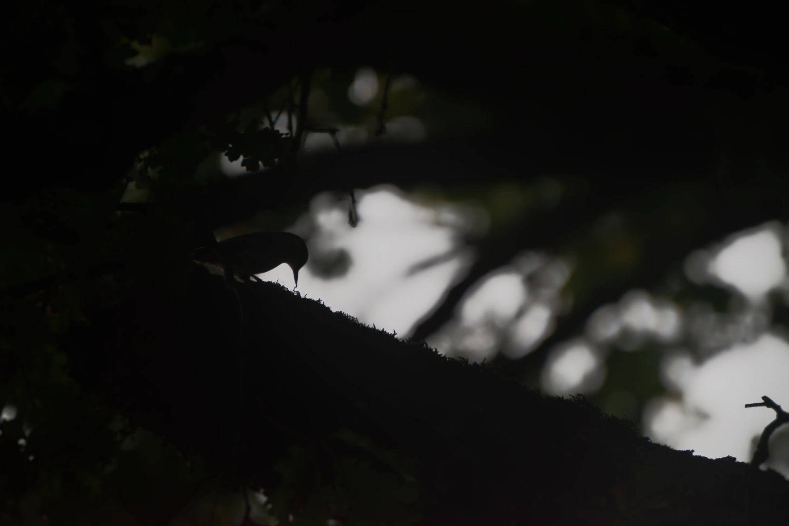 A nuthatch is backlit by a grey evening sky, sitting on a mossy oak branch.