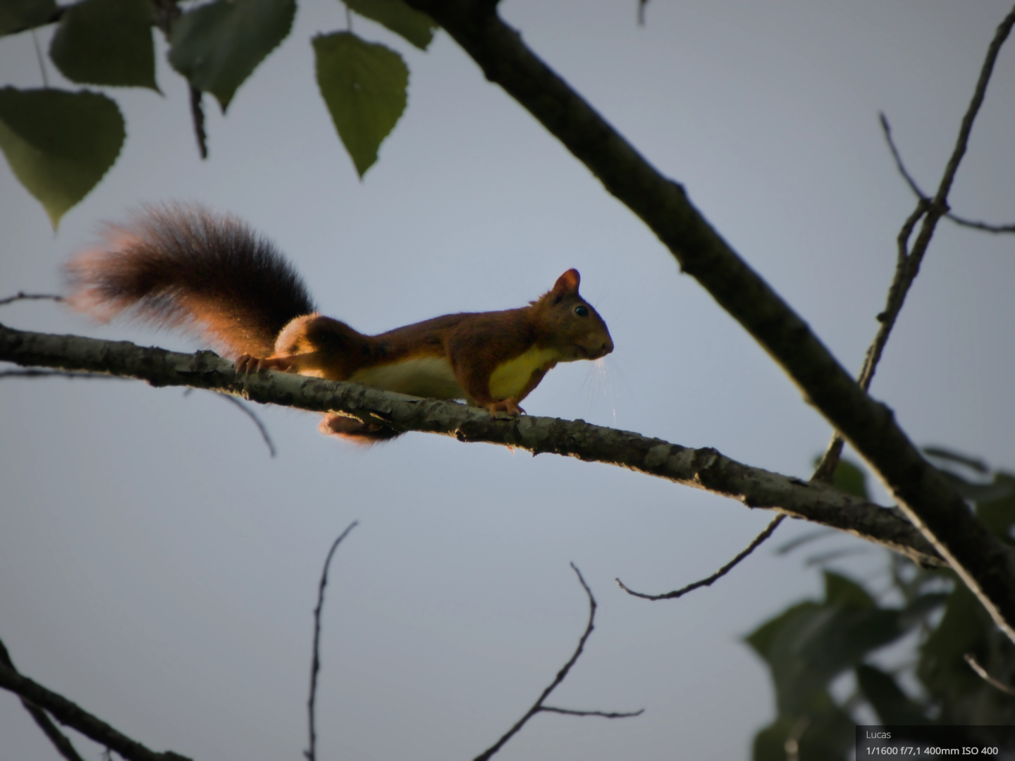 A squirrel perched high up in a tree is attentively looking at the camera, with a bright blue sky behind him. A beam of sun sparkle his tail and legs. He looks ready to move, as he was just posing for the picture.