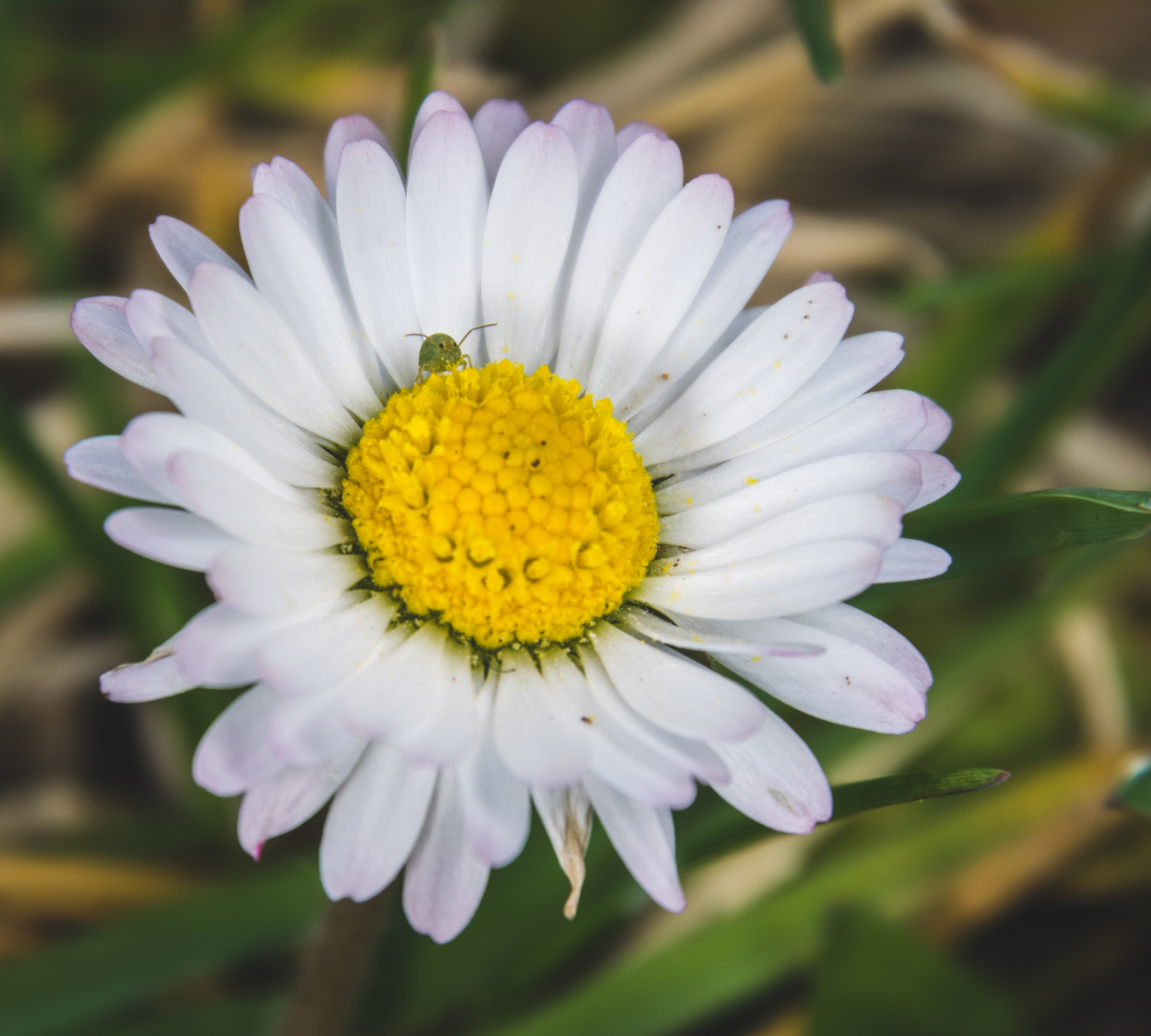 Macro photo of a Bellis perennis with a little afid on it.