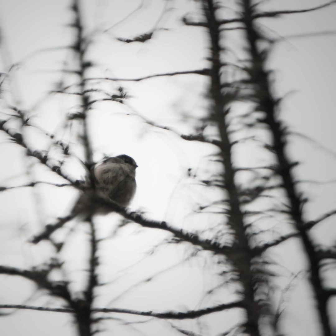 A little bird is sitting on a bush's branch, in an almost monochromatic fashion. Everything is blurry except the bushtit.
